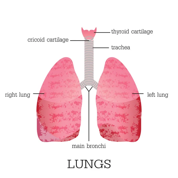 Anatomia dos pulmões humanos . — Vetor de Stock