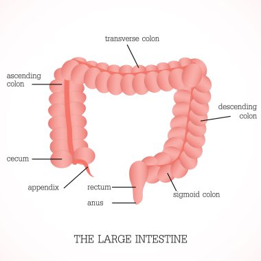 Structure and function of the large intestine Anatomy system clipart