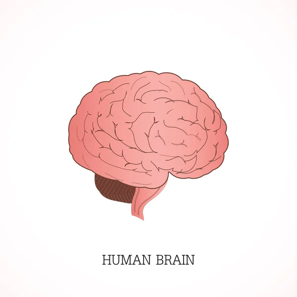 Estructura del cerebro humano Sistema de anatomía . — Archivo Imágenes Vectoriales