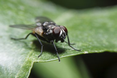 Makro Flys