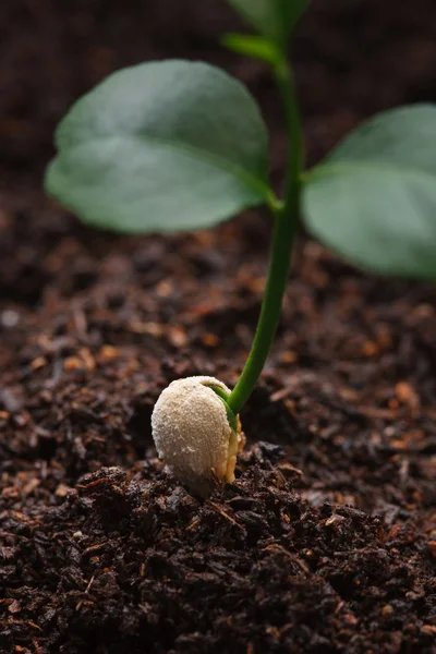 Junge Linde mit Saatgutfokus auf Saatgut — Stockfoto