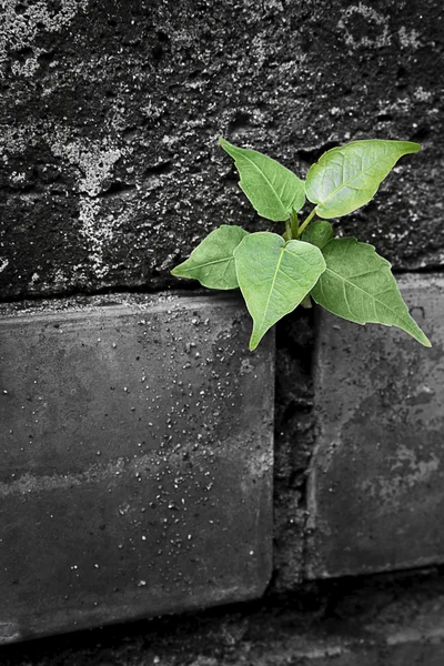 Duvardaki bir bitkinin hayatta kalma mücadelesi