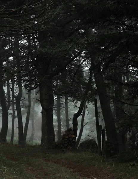 Las Pochłonięty Przez Mgłę — Zdjęcie stockowe