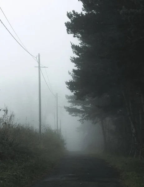 Sisin yuttuğu bir orman