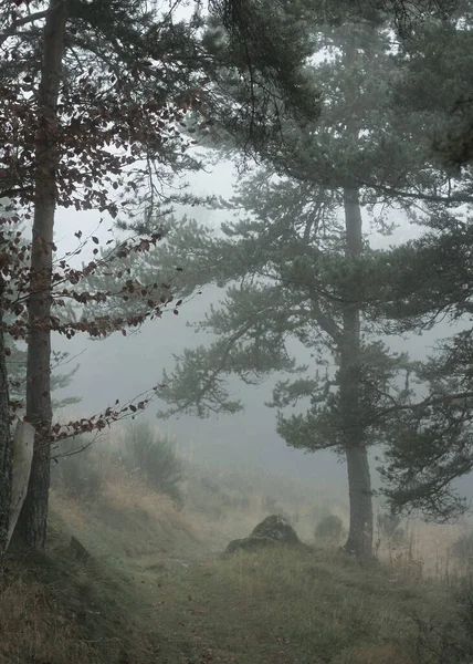 Las Pochłonięty Przez Mgłę — Zdjęcie stockowe