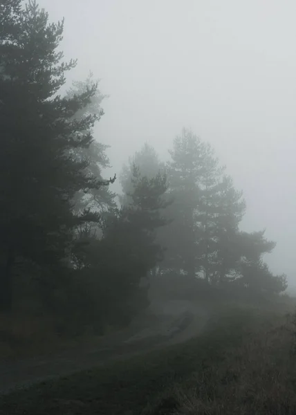 Sisin yuttuğu bir orman