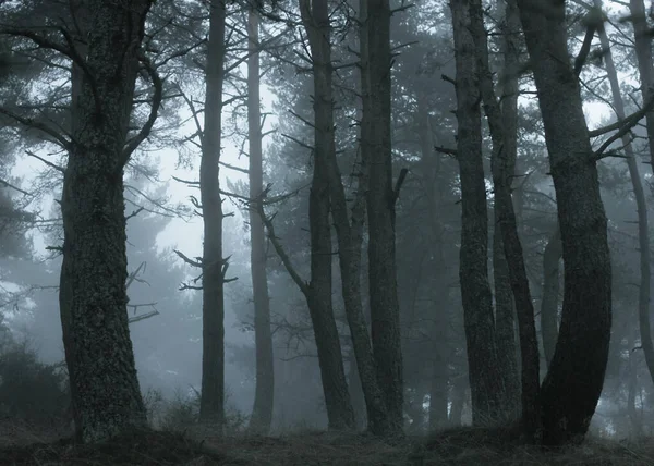 Sisin yuttuğu bir orman