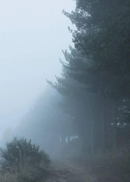 Sisin yuttuğu bir orman