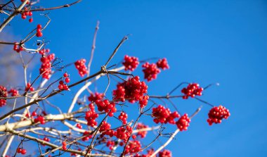 Kışın kırmızı viburnum. Mavi gökyüzünün arka planında viburnum çalılarının kırmızı böğürtlenleri. Mavi gökyüzü, kırmızı viburum çilekleri