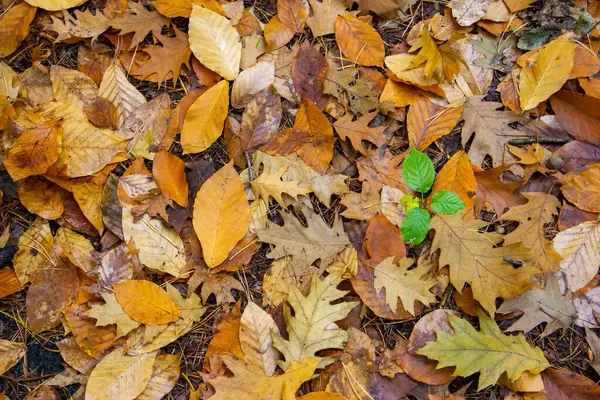 Un tallo con tres hojas verdes crece del suelo por encima de las hojas secas de otoño — Foto de Stock