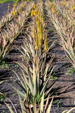 İspanya, Kanarya Adaları, Fuerteventura-5 Şubat 2026: Sarı çiçek dikenli aloe vera Fuerteventura 'daki siyah volkanik topraklarda düzenli fidan sıralarında büyür..