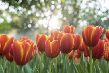 Tayland Chiang Rai çiçek Festivali