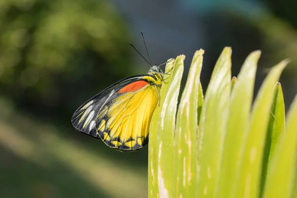 Nahaufnahme Schmetterling am Riff — Stockfoto