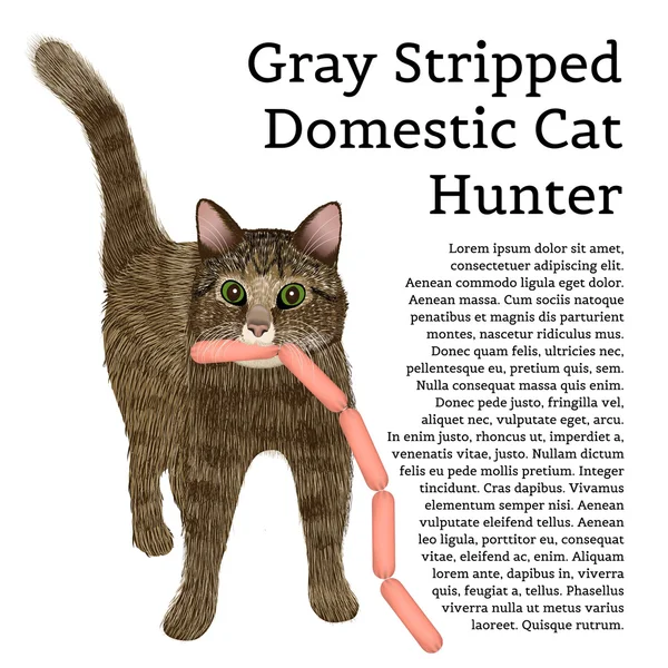 Cinza despojado caçador de gatos doméstico com salsichas — Vetor de Stock