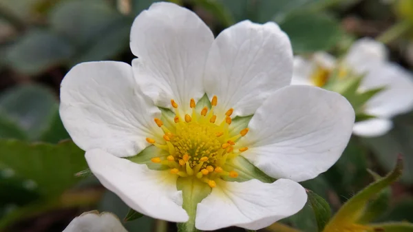 Close-up van aardbei bloem Stockafbeelding