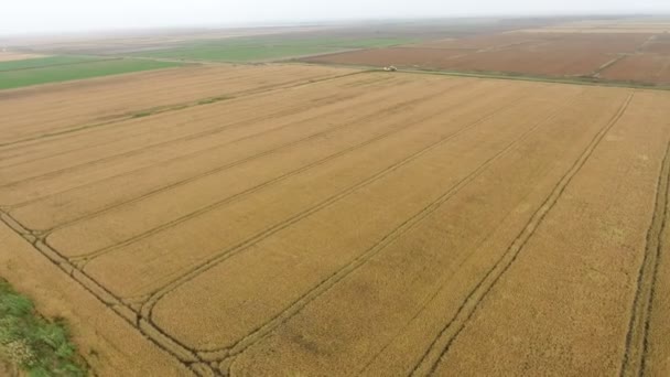 一架无人驾驶飞机飞来飞去 鸟瞰着一个巨大的农田 成熟的小麦在那里飞来飞去 秋天初又高又高 它看起来令人叹为观止 令人振奋 — 图库视频影像