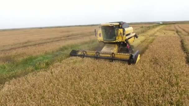 키예프 우크라이나에서 2020 저공비행 드론에서 대규모 농경지에서 수확하는 현대적 수확기의 — 비디오