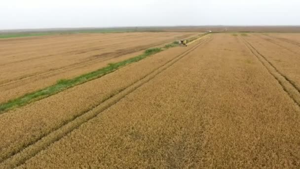 Flygfoto Ett Stort Agrofält Från Lågflygande Drönare Som Rör Sig — Stockvideo