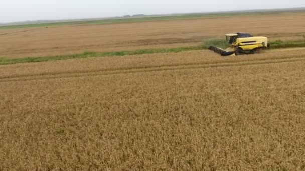 Flygfoto Skördetröska Som Samlar Spannmål Stort Fält Hösten Spännande Utsikt — Stockvideo