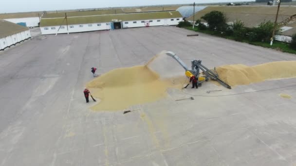 Luftaufnahme Einer Dreschmaschine Die Weizenkörner Hof Verarbeitet Und Wirft Spannende — Stockvideo