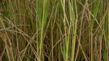 Büyük tarımsal tarlalar, sallanan olgun pirinç çivileri ile yaz mevsiminde uçsuz bucaksız bir tarla manzarasına vurularak güneşli bir yaz gününde, olgun pirinç çivileri sallanarak büyük bir tarımsal tarlaya vurularak düşürüldü..