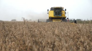 Günümüzün hasatçıları, sonbaharda büyük bir tarlada soya fasulyesi hasadı toplarken günümüzün hasat makinesinin soya fasulyesi ekinlerini topladığını ve sonbaharda büyük bir tarım tarlasında sivri uçlu kazıklar kestiğini görürler. Neşeli görünüyor..