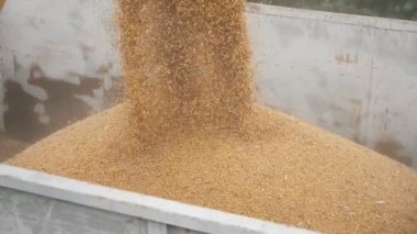 Dev bir tarla bahçesinde soya fasulyesi elemesi. Ağır çekimde büyük bir konteynırın içine düşüyor. Bir depodaki büyük bir tarımsal arazinin ilham verici görüntüsü. Soya çekirdekleri temizleniyor, eleniyor ve sonbaharda ağır çekimde büyük bir metal konteynıra atılıyor.