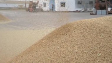 Büyük bir tarım alanında buğday işleniyor. Bir depodaki büyük bir tarımsal arazinin ağır çekim neşe dolu görüntüsüne düşüyor. Buğday işleniyor, inceleniyor ve yavaş çekimde güneşli bir sonbaharda büyük bir yığın üzerine atılıyor.