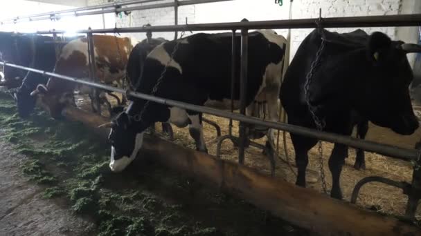 五彩斑斓的奶牛放松下来 吃着新鲜的干草 站在通风的谷仓里 看到几头五彩斑斓的奶牛拴在金属管上 在一个现代化的大牛棚里放松地站着 吃着新鲜的稻草 多么美妙 — 图库视频影像