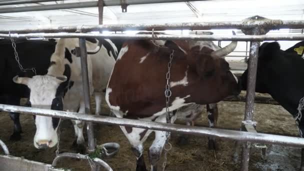 Brown White Cow Standing Looking Large Cowshed Cheerful Closeup Brown — Stock Video
