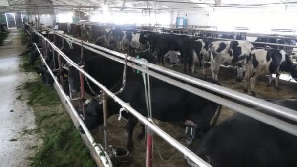 Vaches Noires Relaxantes Mangeant Foin Frais Relaxant Intérieur Une Grande — Video