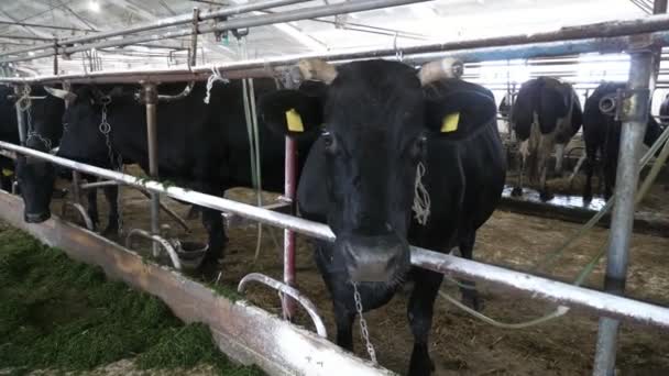 Μαύρη Αγελάδα Στέκεται Μασώντας Και Κοιτάζοντας Κάμερα Στο Εσωτερικό Ενός — Αρχείο Βίντεο