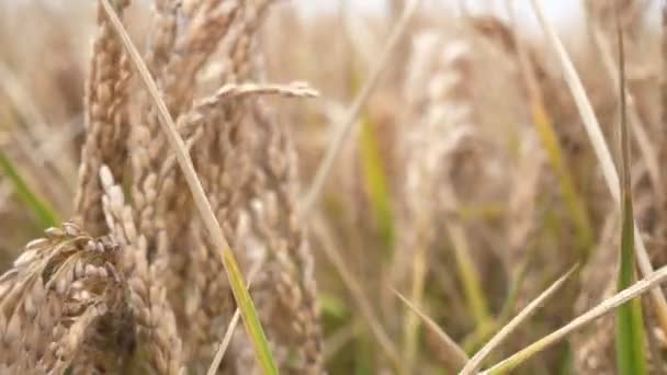 Ontspannende Landbouwgrond Met Rijpe Rijstaren Die Zomer Heen Weer Bewegen — Stockvideo