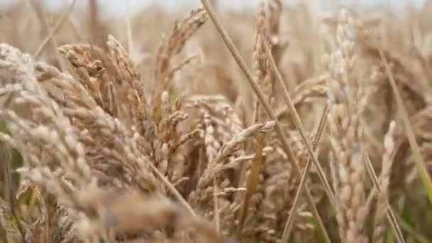 夏の前後に揺れる熟した米のスパイクを持つ陽気な農業地域熟した米のスパイクを持つ無限の農業分野の楽観的な見解夏の大規模な農業分野で夢のような方法で力 — ストック動画