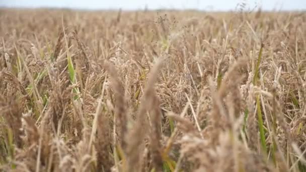 Indah Pertanian Dengan Bulir Padi Matang Bergerak Bolak Balik Musim — Stok Video