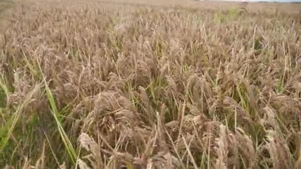 Aerial Shot Huge Agricultural Field Madpe Rice Spikes Moving Back — Vídeos de Stock