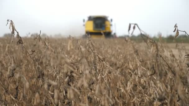 Present Day Combine Harvester Moving Gathering Soybeans Big Field Exciting — Stock Video