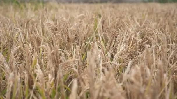 Grenzenloses Landwirtschaftliches Feld Mit Reifen Reisdornen Die Auf Ihre Ernte — Stockvideo
