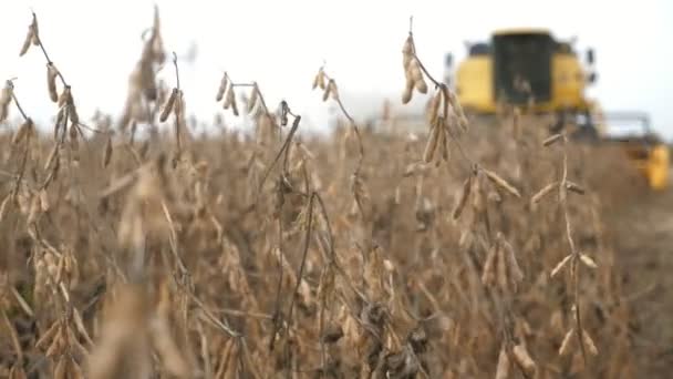 Contempo Combine Cosechadora Produciendo Cultivos Soja Otoño Cámara Lenta Emocionante — Vídeo de stock