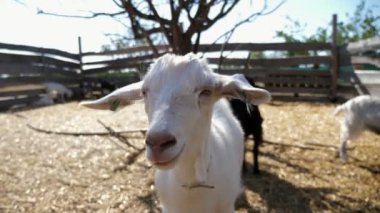 Açık hava çiftliğinde duran ve koklayan yumuşak kuzu boynuzları olmayan güzel beyaz bir kuzunun güneşli bir yaz gününde tahta tahtaların olduğu bir çiftlikte dikildiği, kokladığı ve yaklaştığı harika bir manzara.,