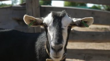 Yazın ahşap bir çitin önünde dikilen ve koklayan mutlu keçi dadı kameraları komik siyah beyaz keçi boynuzsuz, koklayan ve yaklaşan bir çiftlikteki ahşap kalasları olan komik siyah ve beyaz keçi manzarası,
