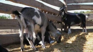 Yazın üç siyah beyaz keçi ayakta ve tahta çitin önünde uzanıyor. Neşeli bir manzara. Üç eksik ve beyaz keçi ayakta, uzanıyor ve kulaklarını tırmalıyor..