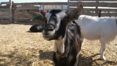 Neşeli siyah beyaz keçi kameraya gelir ve onu bir çiftliğin dışında koklar. Neşeli, beyaz ve siyah keçi kameraya yaklaşır ve güneşli bir yaz gününde ağaçlık bir çiftlikte onu koklar.