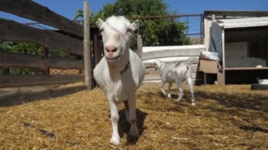 Komik beyaz keçi kameraya gelir ve onu bir çiftlikte koklar. Güneşli bir yaz gününde neşeli, beyaz keçinin kameraya boynuzsuz bir şekilde yaklaşıp ağaçtan gelen kokusunu alır.