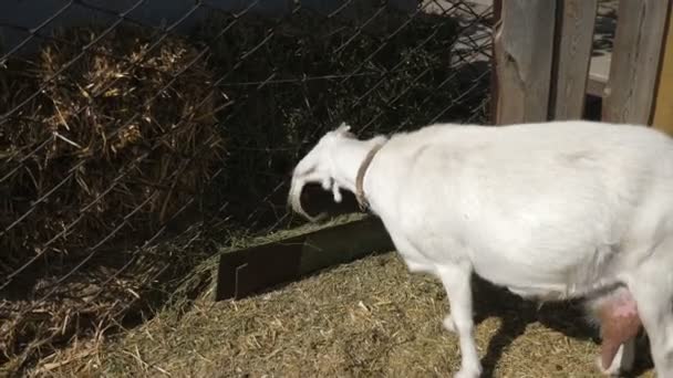 Śmieszny Biały Kozioł Stojący Jedzący Słomę Przez Siatkę Ogrodzeniową Latem — Wideo stockowe
