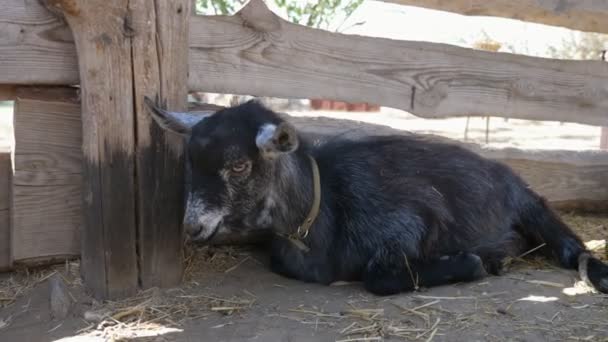 Bonito Cordero Negro Tumbado Tableros Madera Aire Libre Día Soleado — Vídeos de Stock