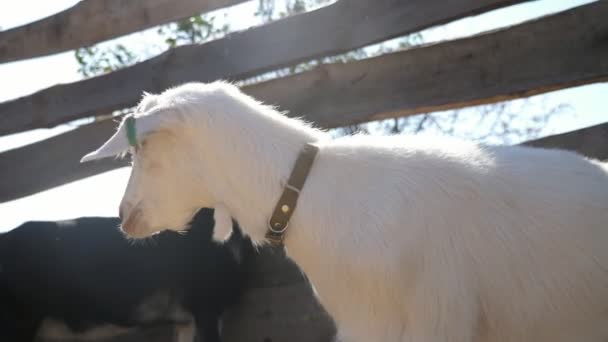 Genç Beyaz Keçi Çitin Önünde Duruyor Bir Çiftlikte Yiyecek Arıyor — Stok video
