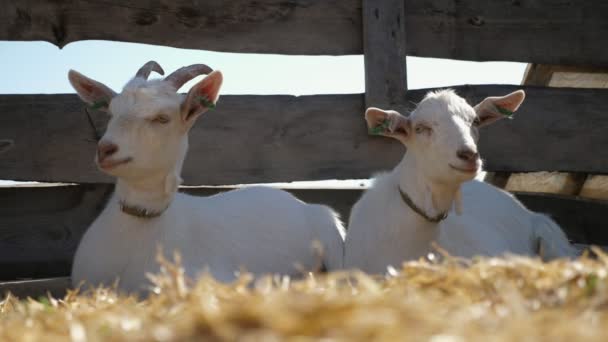 Cabras Jovens Babá Deitado Palha Uma Cerca Madeira Uma Fazenda — Vídeo de Stock