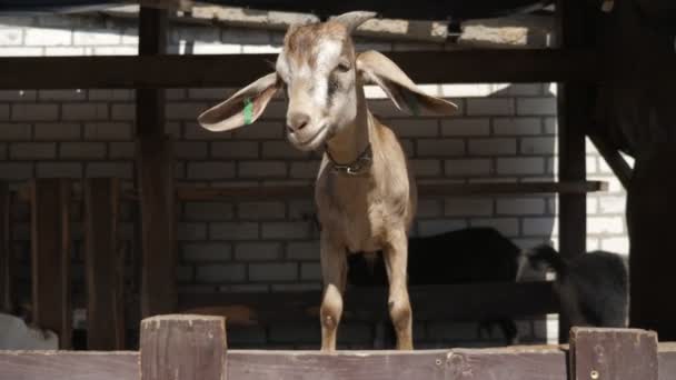 Yazın Küçük Kahverengi Keçi Ayakta Durup Beyaz Tuğladan Bir Eve — Stok video