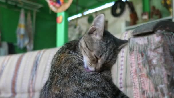 Fröhliche Graue Katze Sitzt Auf Einem Sofa Landhausstil Und Verschönert — Stockvideo